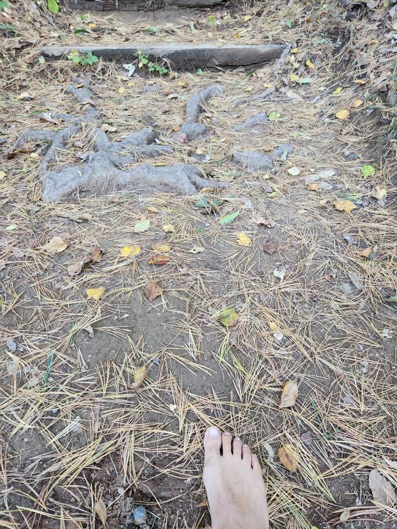 솔잎과 낙엽이 깔린 우면산 흙길, 드러난 나무뿌리와 맨발
